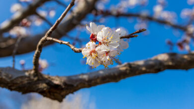 almond tree blossom spring flowers