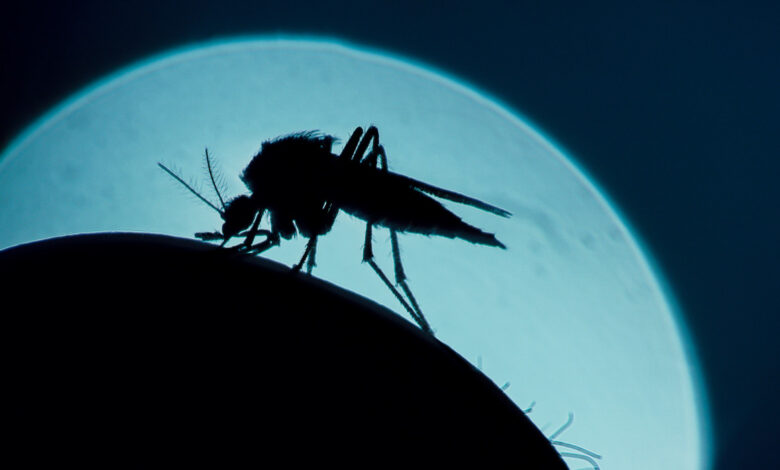A mosquito, that is silhouetted against the moon,bites a human arm