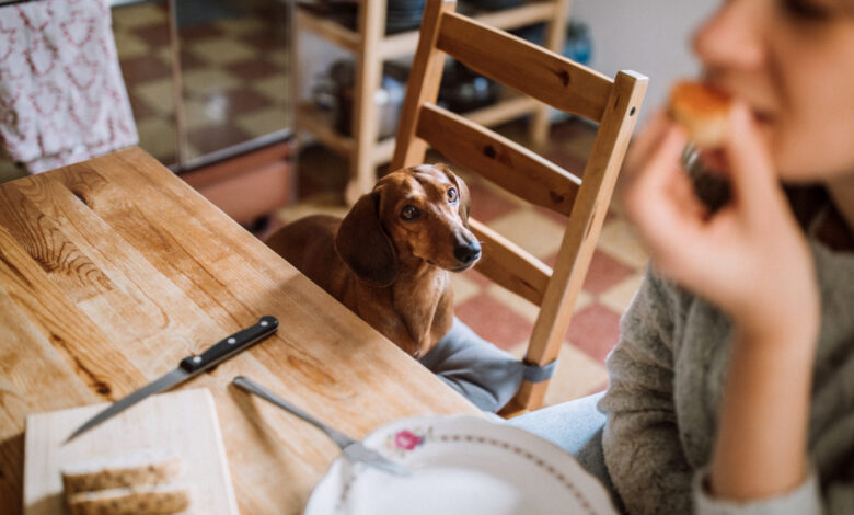 Charming Brunette Woman Enjoying Her Breakfast In Company Of Dachshund Dog
